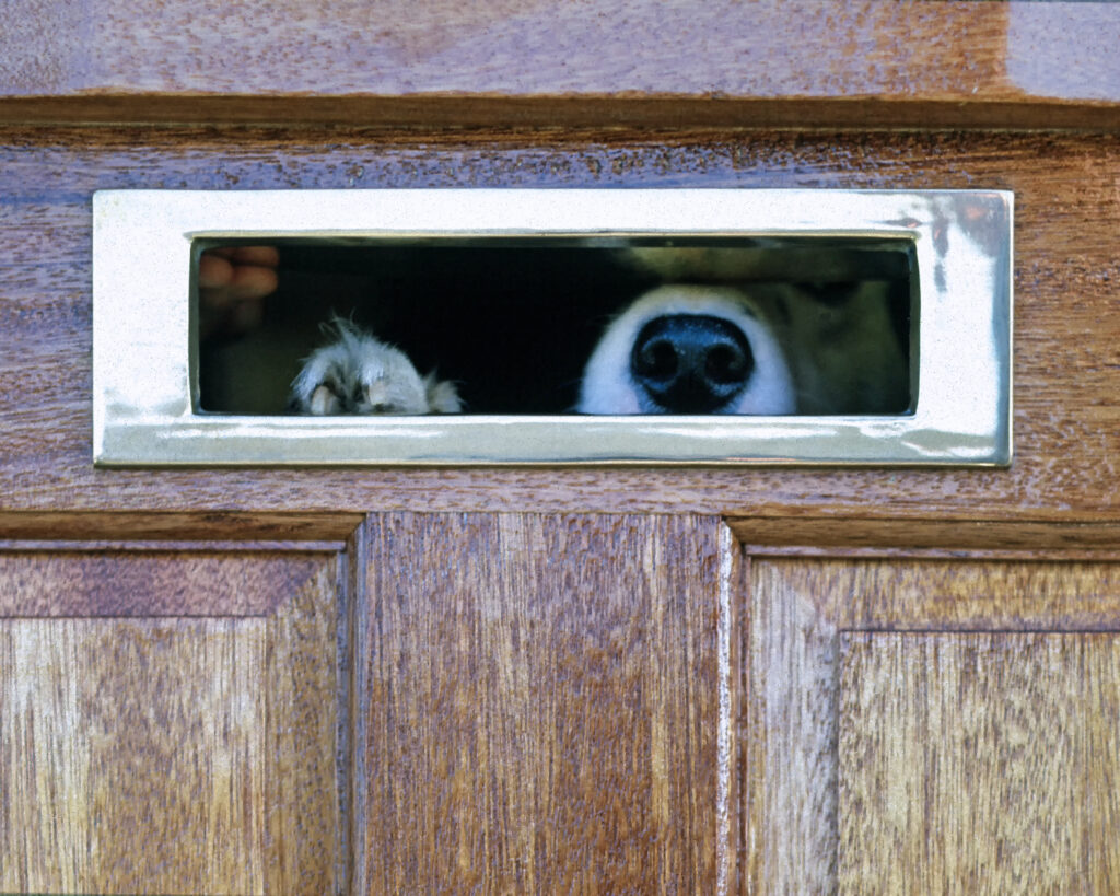 MetaMetrics Blog - The Curious Case of Addressable and Programmatic Media -Dog looking through letterbox