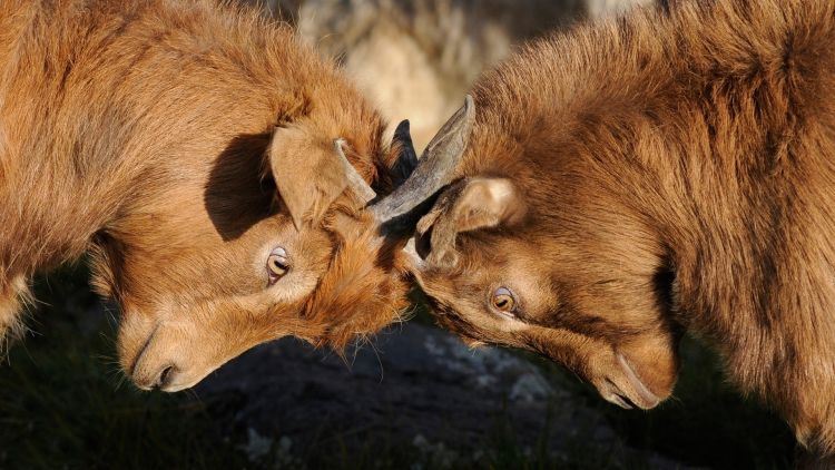 MetaMetrics Blog - Impact of Competitor Advertising on Our Sales? - bulls headbutting